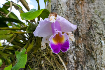 Close up low angle view of a wild purple orchid at a tree trunk, Manizales, Colombia