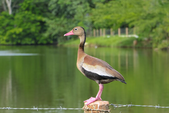 Close up of a Black-bellied whistling duck perched on a timber pole, a lake in background, Hacienda Napoles, Doradal, Colombia