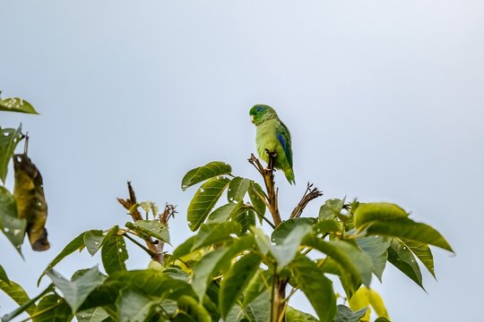 Spectacled parrotlet (Forpus conspicillatus) perched on top of a tree against bright blue background, Manizales, Colombia