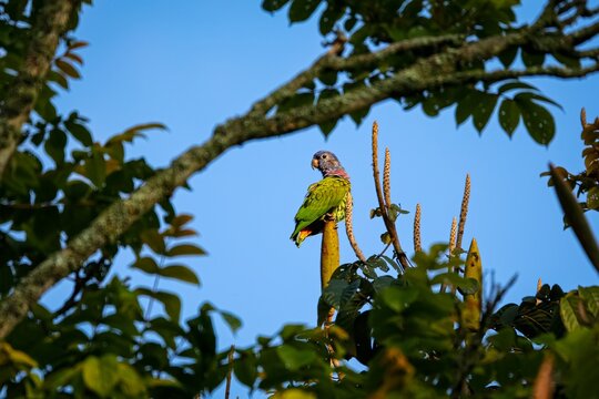 View through tree branches to a Blue-headed parrot (Pionus menstruus) perched on top of a branch against blue background, Manizales, Colombia
