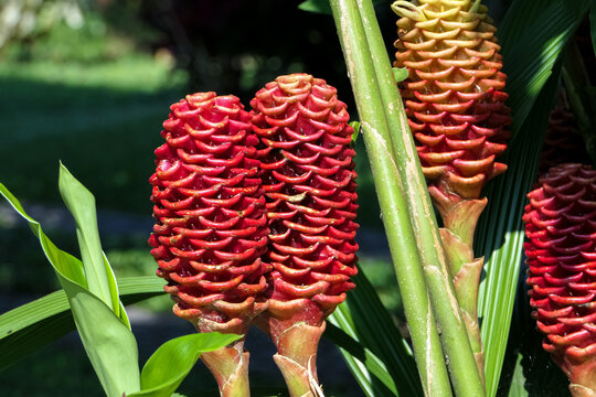 Close up of red cone shaped ginger plants in sunshine, Colombia