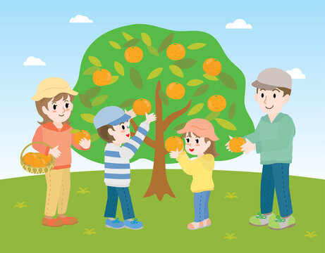 みかん狩り の画像 2 996 件の Stock 写真 ベクターおよびビデオ Adobe Stock