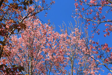 The Pink cherry blossom blooming on the mountain of Thailand.