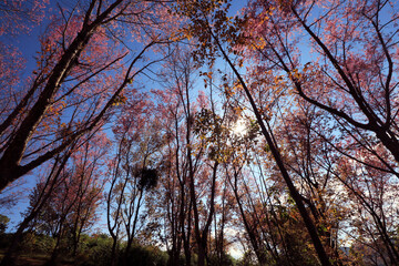 The Pink cherry blossom blooming on the mountain of Thailand.