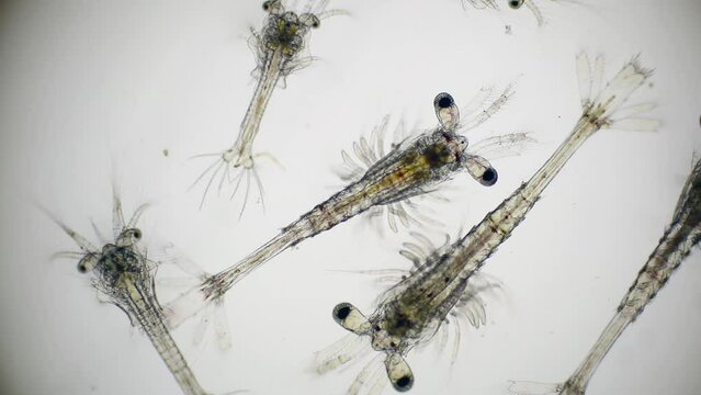 Shrimp larvae under a microscope. Mysis stage and zoea stage of white shrimp swimming in sae water under microscope, Asia. Microscopic, Macro, Biology, Laboratory, Video.