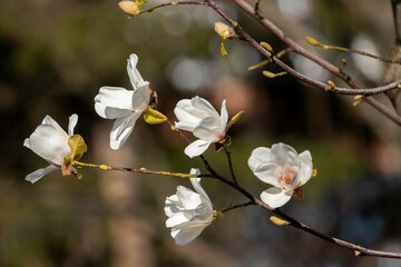 Gorgeous white flowers on a mature magnolia tree branch in early spring early April, toned photo © ok_fotoday