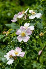 Flowering wild rose hips with soft pink petals