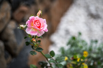 Rose in garden.