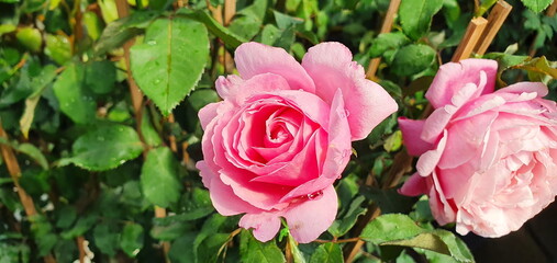 Valentine Floribunda Rose large has a mild fragrance, pale pink rose blooming on the plant after being hit by rain. Rose means tender love and is considered the queen of flowers the family Rosaceae.
