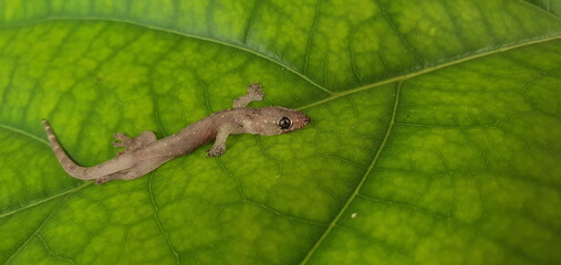 A small lizard lying on a green leaf. Asian or Common House Gecko Hemidactylus frenatus lies are reptiles that live in human homes. scientific name Hemidactylus
