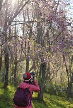 A female tourist wearing a Red-orange down coat, a red knitted hat with a backpack uses a camera to capture the beauty of the pink flowers of the Wild Himalayan Cherry, scientific name prunus cerasoid
