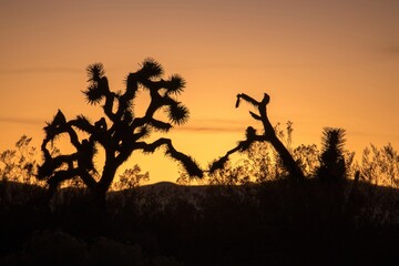 Fototapeta na wymiar Mojave Sunsets