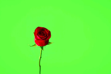 A red rose on green background