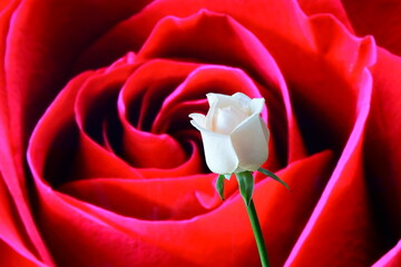 A white rose on red background