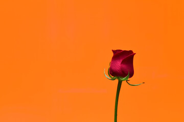 a rose on orange background