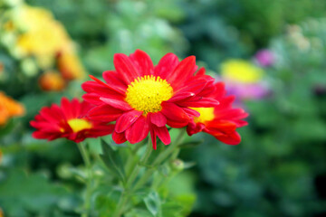 red dahlia flower