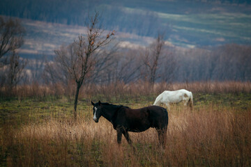 Horses graze in a green field. Beautiful horses in the Russian field.
