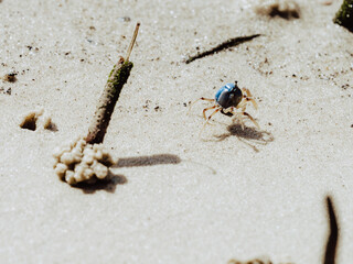 crabs