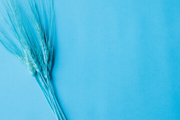 Ears of wheat on blue background. Ears of wheat concept. Copy space