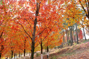 Obraz premium autumn in the park