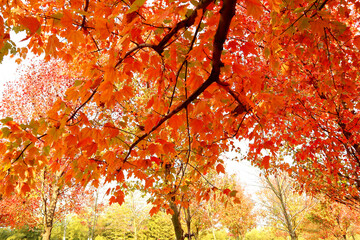 red autumn leaves