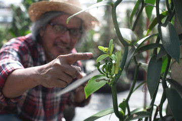 Gardener inspects the vanilla flower on the green house, vanilla fargrans (Salish) Ames, Vanilla...