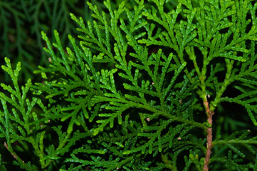 Christmas Fir tree leaf