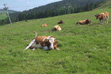 Cows rest on a mountain pasture, cable car ... 