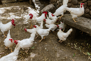 Hens in chicken coop at farm in Mexico latin America