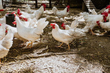 Hens in chicken coop at farm in Mexico latin America