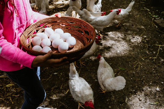 Fresh chicken eggs in a wicker basket, which Latin child farmers collect from chicken farms in Mexico Latin America