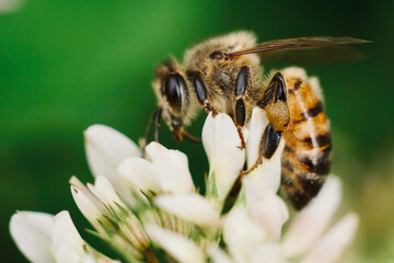 bee with pollen on its legs enjoying flower nectar
