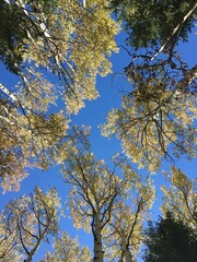 LookingUp3