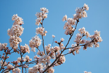 White cherry sakura flowers on the blue sky background. Japan