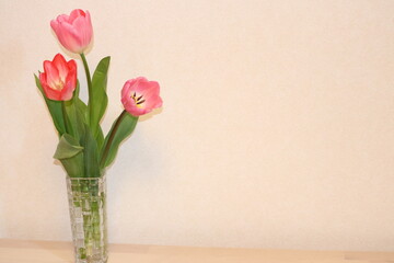 壁際に飾られたチューリップの花