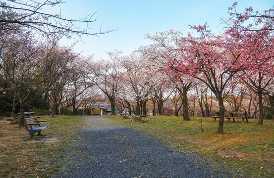 Cherry Corridor In The Higashiyama Zoo And Botanical Garden. Nagoya. Japan