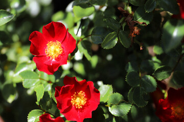 Obraz premium 찔레장미