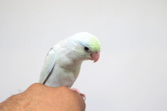 Selective focus of forpus parrotlet newborn bird studio shot on white background