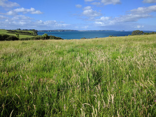 Picturesque landscape with green field, sea and blue sky on background, Long Bay, New Zealand.
