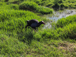 Purple Swamphen or Pukeko, native New Zealand bird on green grass.