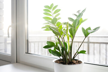 Zamioculcas Zamiifolia or ZZ Plant in white flower pot stand on the windowsill..