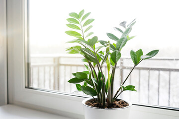 Zamioculcas Zamiifolia or ZZ Plant in white flower pot stand on the windowsill..