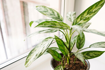 Aglaonema plant in a white pot stands on the windowsill..