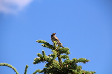 bird on a branch