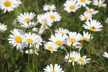 Fototapeta premium daisies in the grass