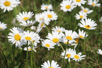 daisies in the grass