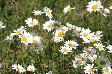 Fototapeta premium field of daisies