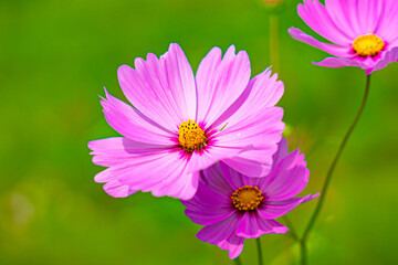Fototapeta premium ピンクのコスモス