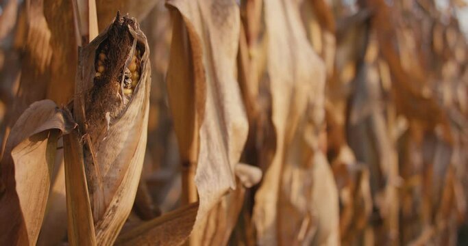 Dry cornfield drought dried corn global warming agriculture close up