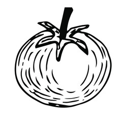 Tomato vector illustration, hand drawing doodle